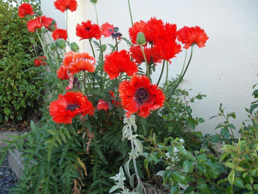Maryville Bed And Breakfast Nenagh Εξωτερικό φωτογραφία